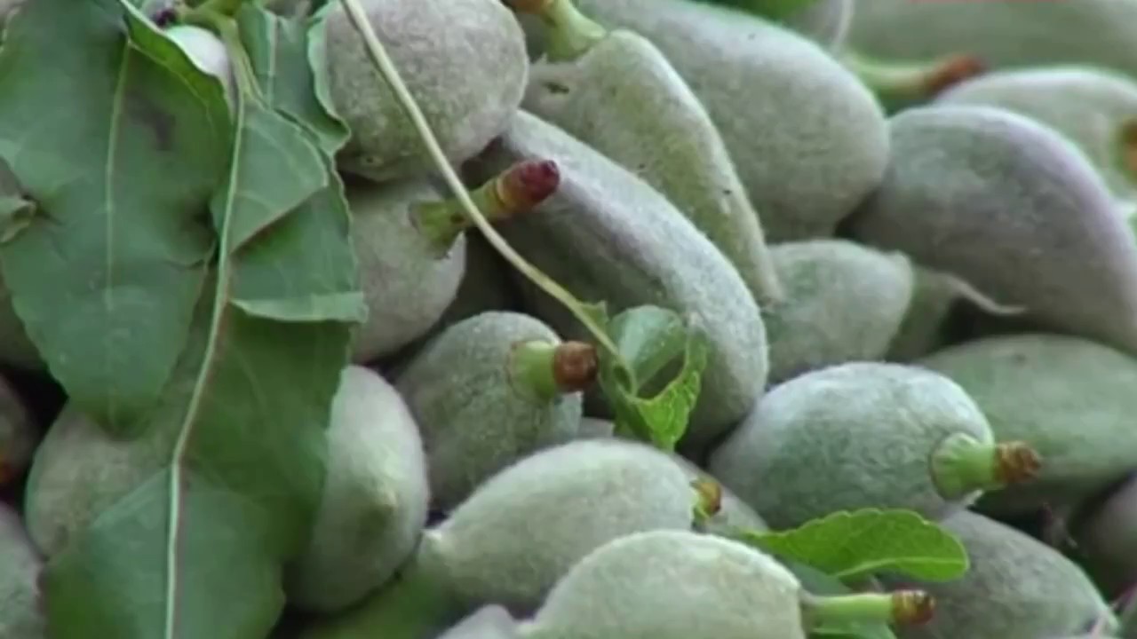 هل اللوز الأخضر يزيد الوزن