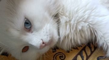 هل التهاب عيون القطط مُعدي للإنسان