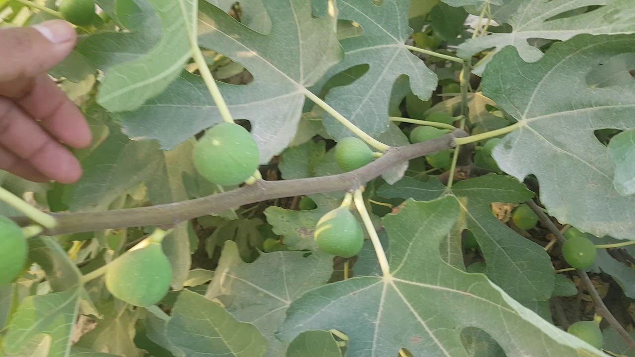 تفسير حلم التين الأخضر للمتزوجة