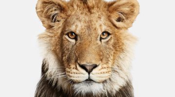 تجربتي مع الصدقة على الحيوانات