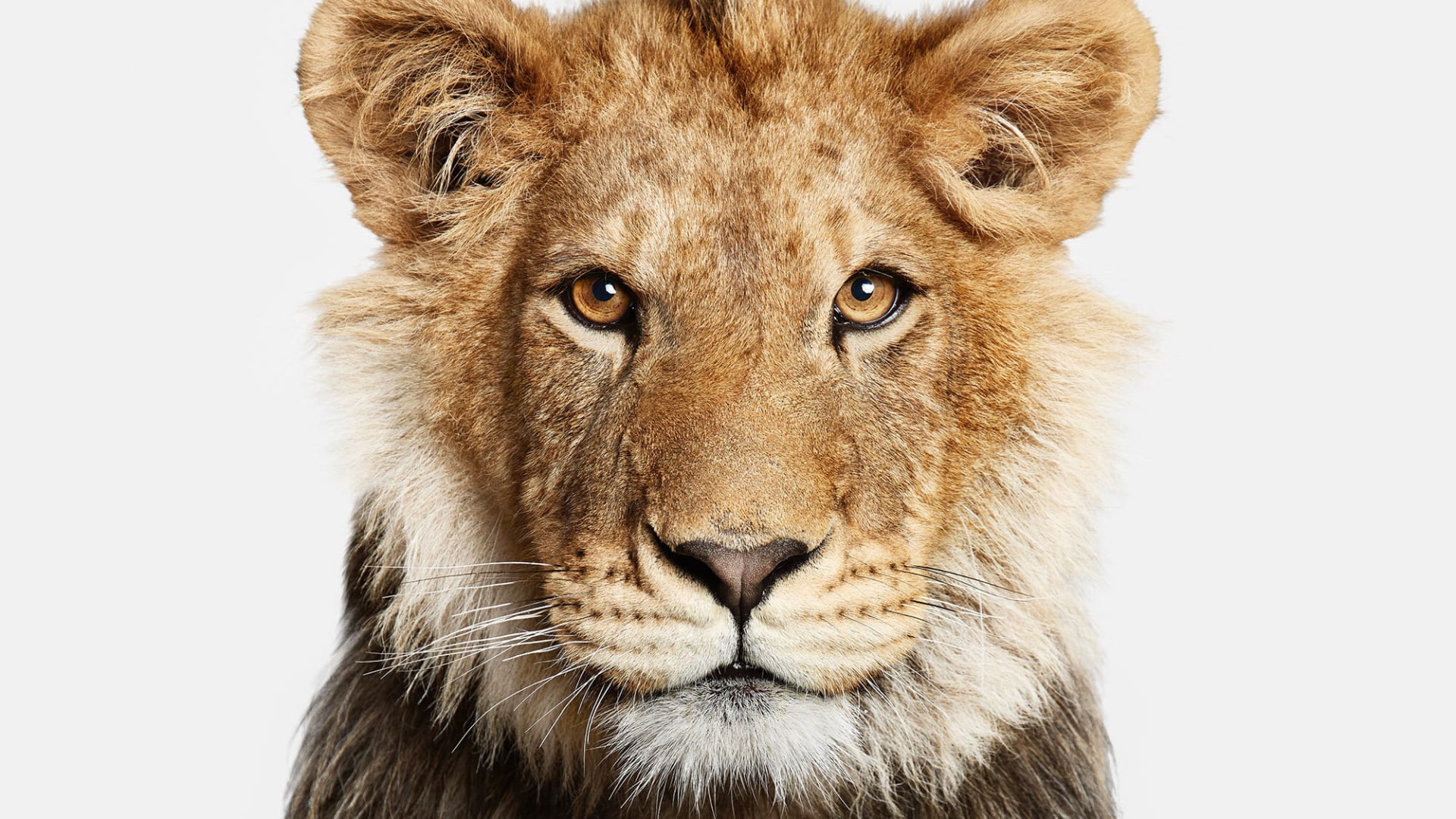 تجربتي مع الصدقة على الحيوانات