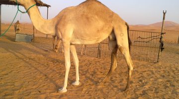 لماذا يدفن الجمل او الناقه في التراب