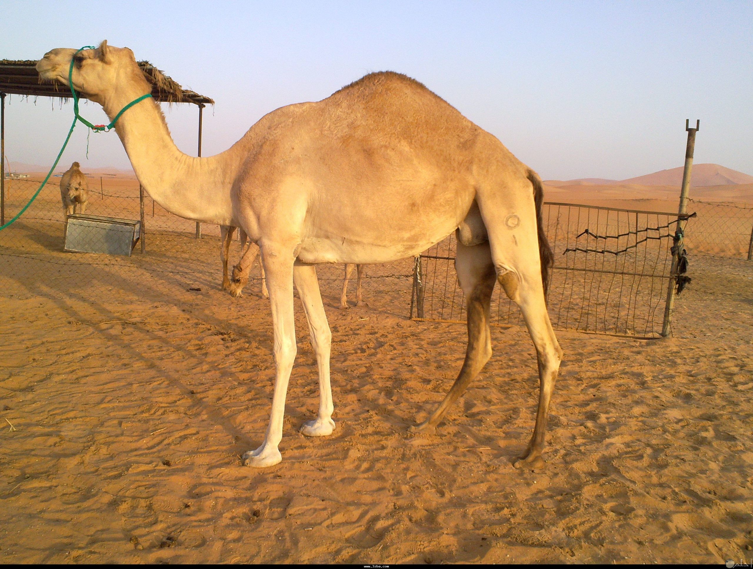 لماذا يدفن الجمل او الناقه في التراب