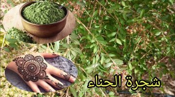 فوائد الحناء للعضو الذكري