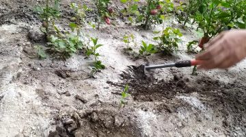 نباتات تمتص ملوحة التربة