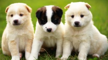 ضرب الكلاب في المنام للرجل المتزوج