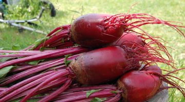 تجربتي مع الشمندر للتنحيف