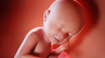 هل الجنين الذكر يسكر رجوله