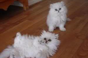 هل يجوز رمى القطط الصغيرة