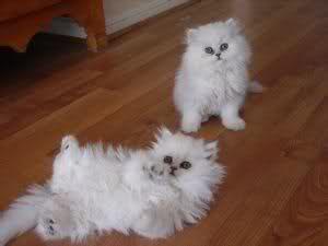 هل يجوز رمى القطط الصغيرة