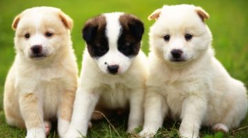 ألوان الكلاب في المنام