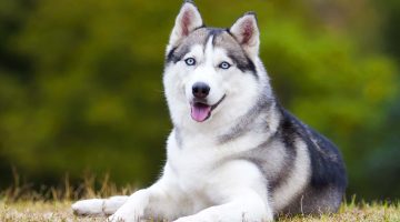 تفسير حلم عض الكلاب للمتزوجه